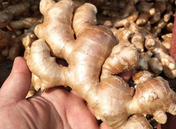 Ginger